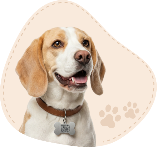Portrait d'un chien Beagle joyeux portant le médaillon d'identification PETICA en forme d'os, illustrant la protection contre la perte