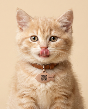 Chaton moelleux couleur crème se léchant les babines, portant le médaillon d'identification PETICA en forme de poisson