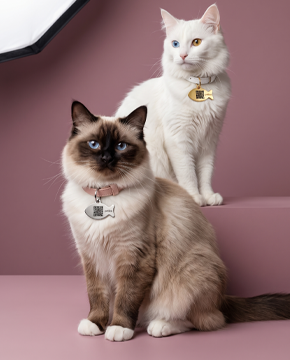 Chaton moelleux couleur crème se léchant les babines, portant le médaillon d'identification PETICA en forme de poisson